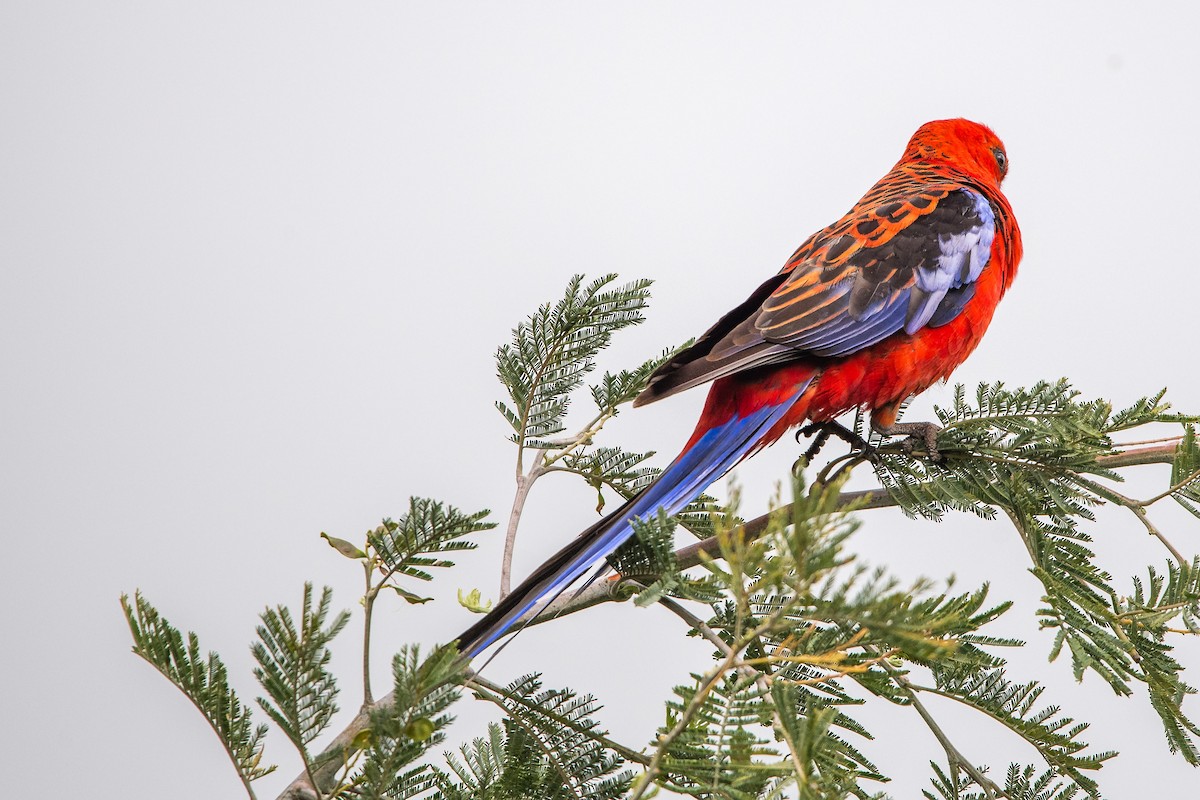 rosela Pennantova - ML645701926