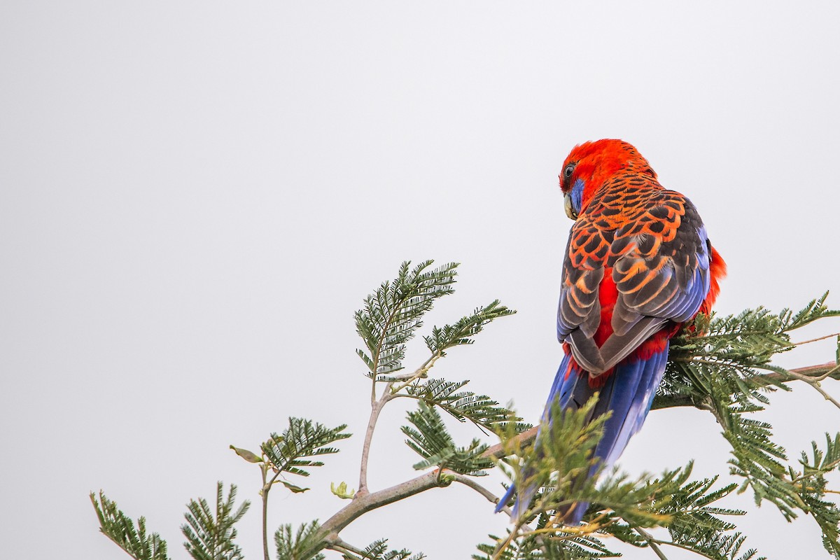 rosela Pennantova - ML645701927