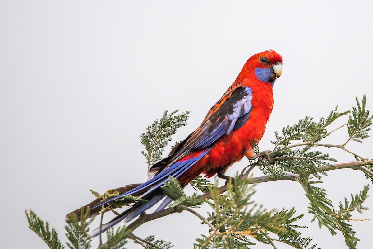 rosela Pennantova - ML645701929