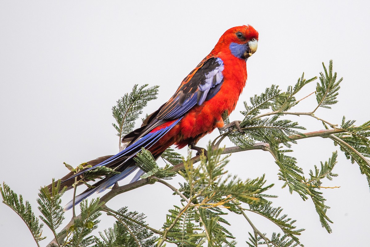 rosela Pennantova - ML645701930