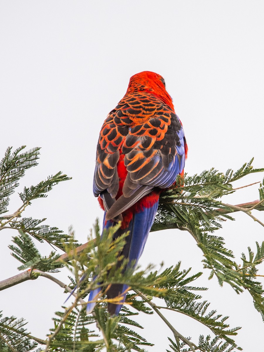 rosela Pennantova - ML645701931