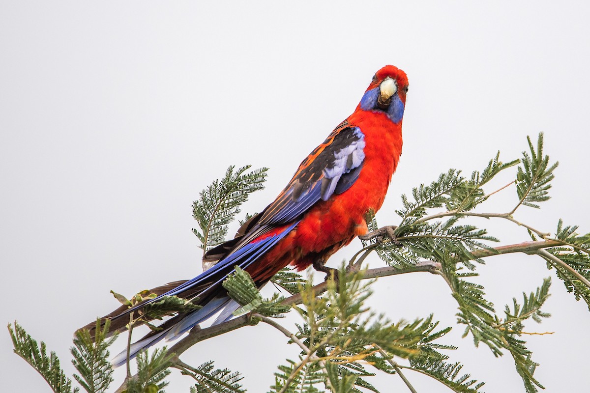 rosela Pennantova - ML645701932