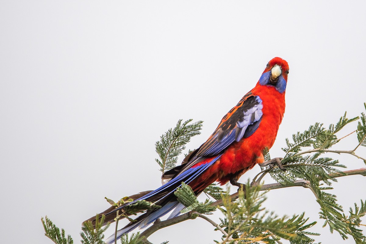 rosela Pennantova - ML645701933