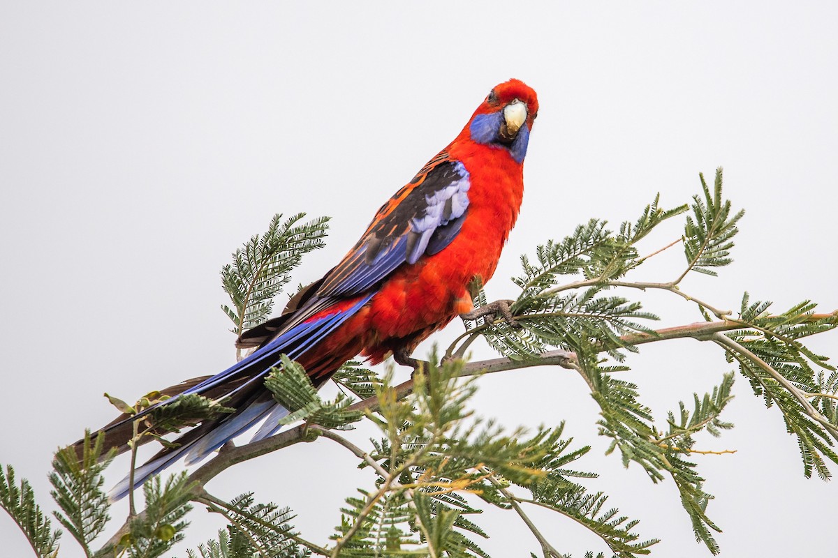 rosela Pennantova - ML645701934