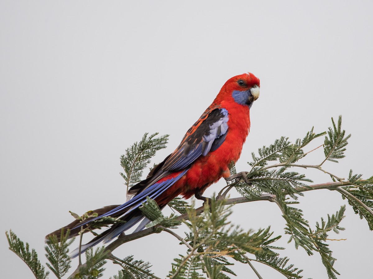 rosela Pennantova - ML645701935