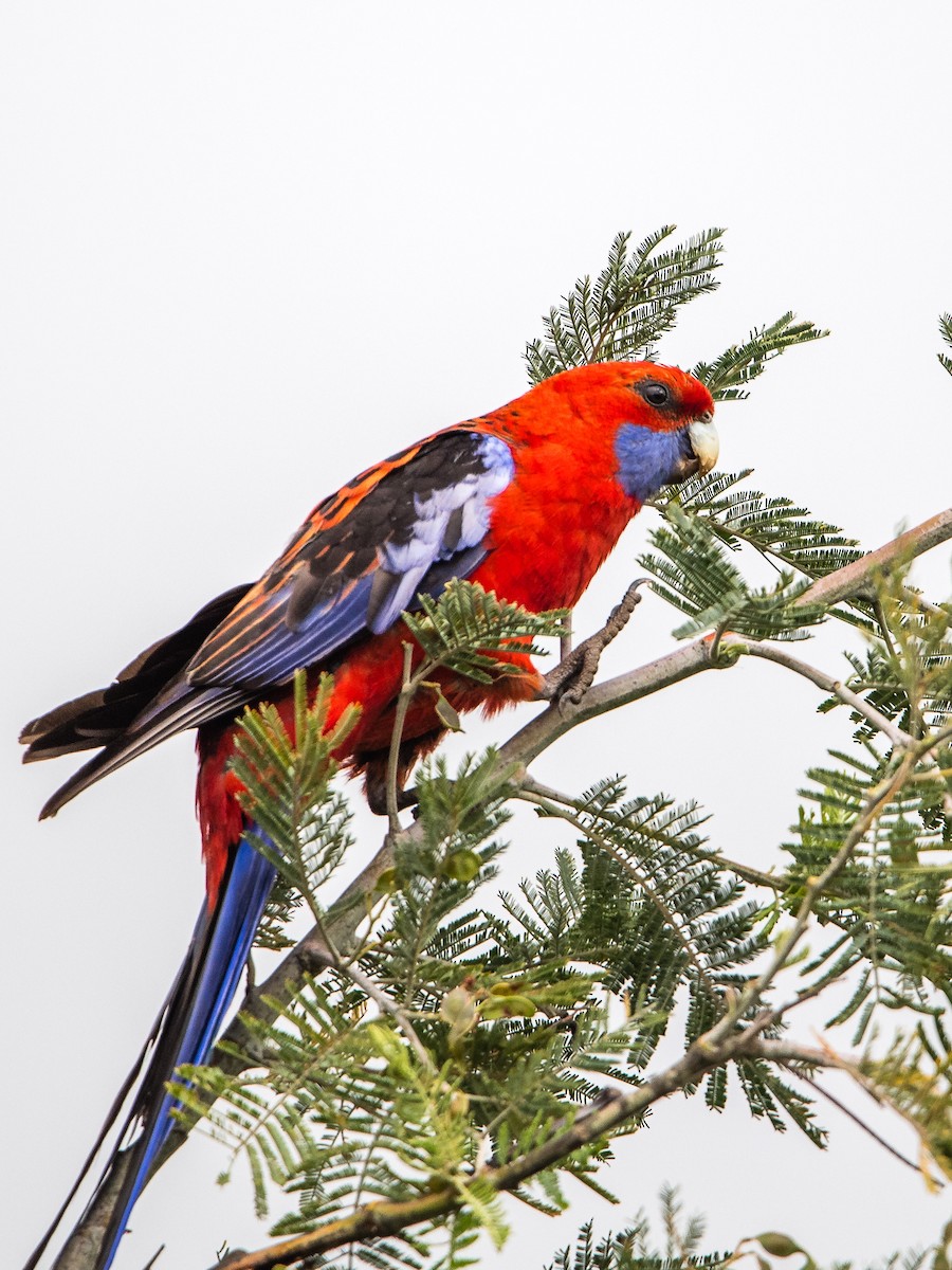 rosela Pennantova - ML645701936