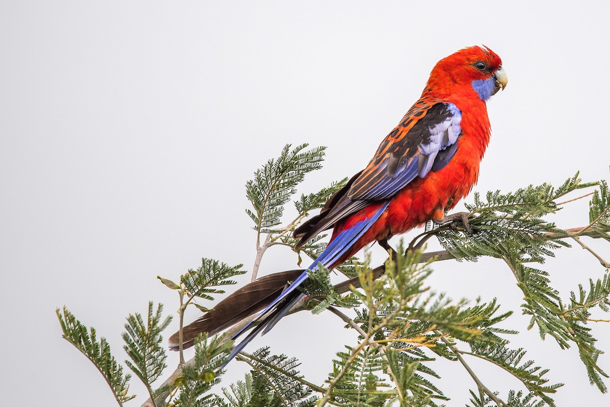 rosela Pennantova - ML645701937