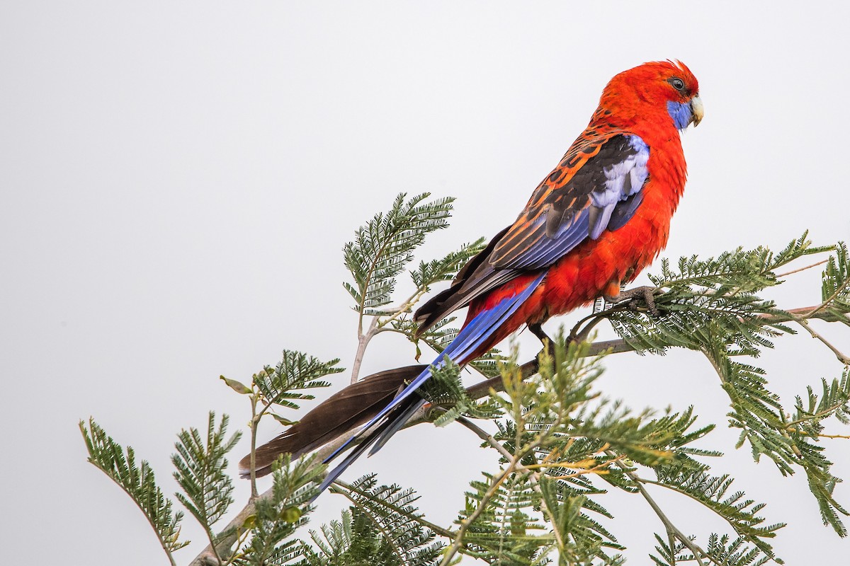 rosela Pennantova - ML645701938