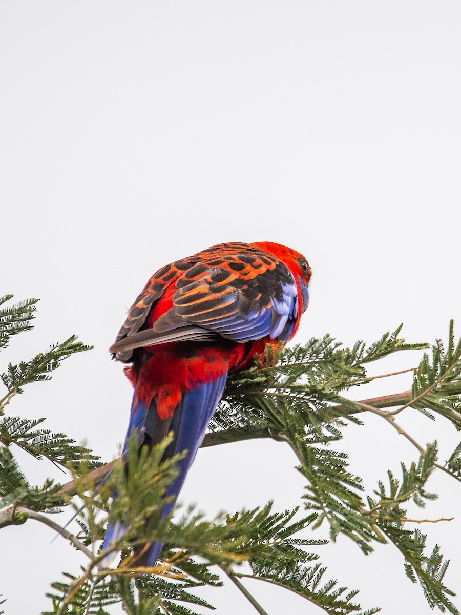 rosela Pennantova - ML645701939