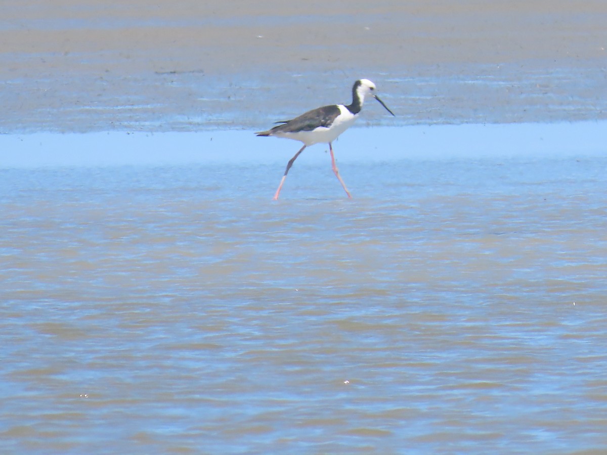 pisila bělohlavá - ML645701947