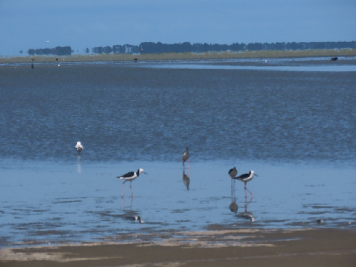 pisila bělohlavá - ML645701948