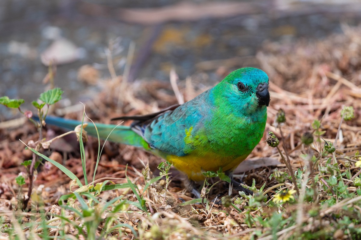 rosela zpěvavá - ML645701950