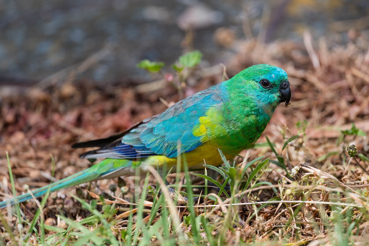 rosela zpěvavá - ML645701951