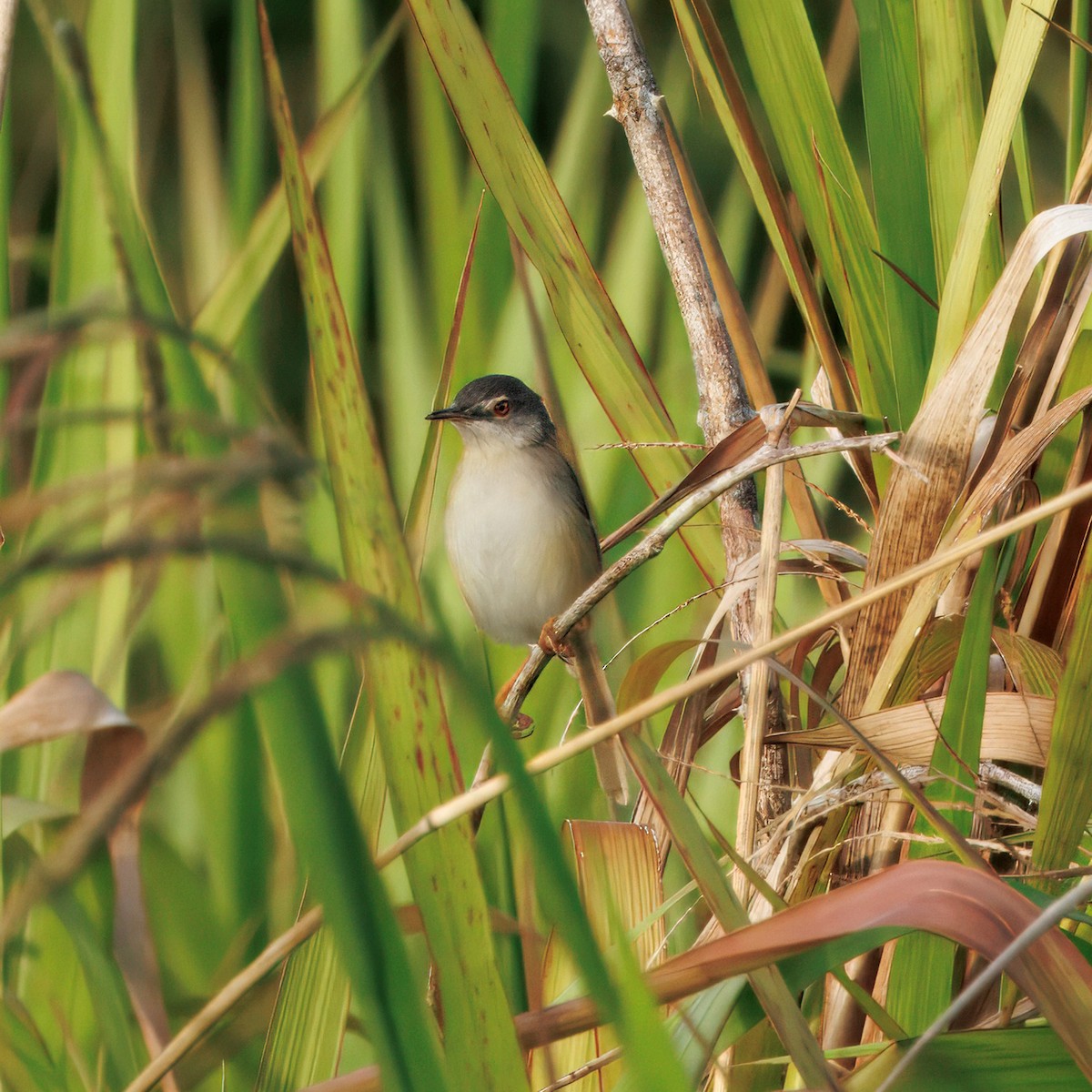Принія жовточерева - ML645701959