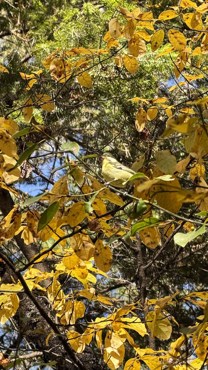 Синиця жовточерева - ML645701962