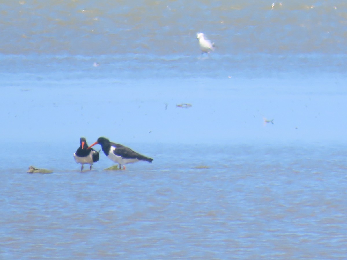 Кулик-сорока новозеландський - ML645701963