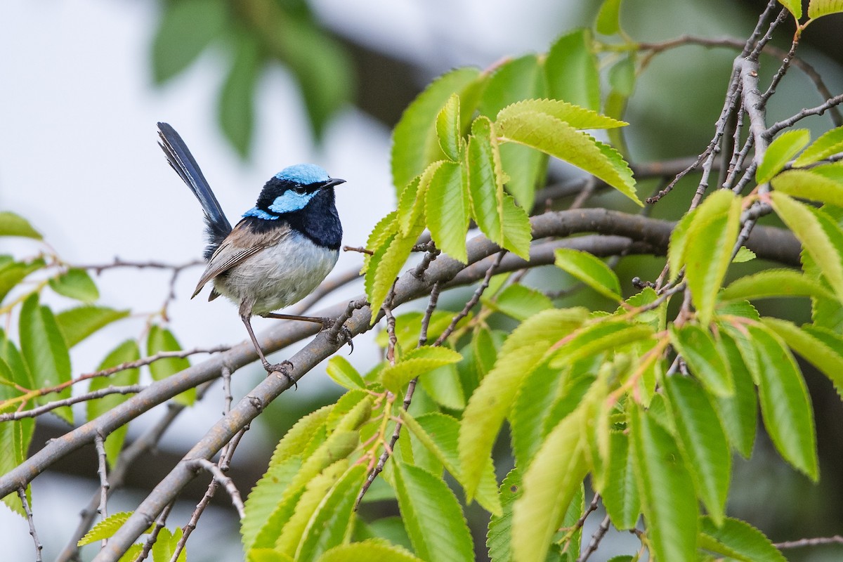 Малюр сапфіровий - ML645701967