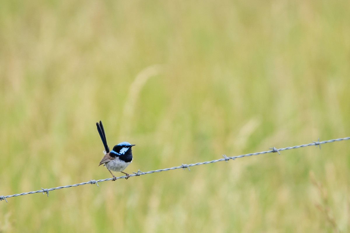 Малюр сапфіровий - ML645701969