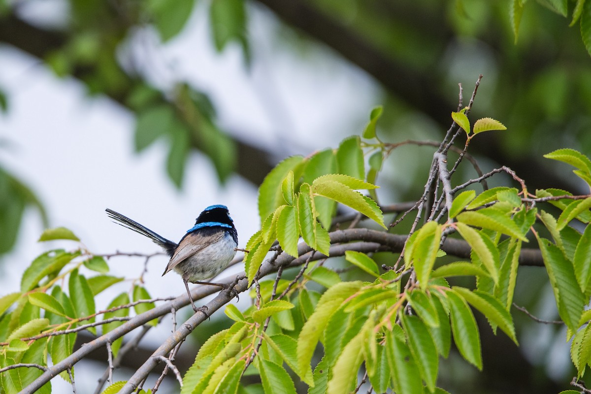Малюр сапфіровий - ML645701970