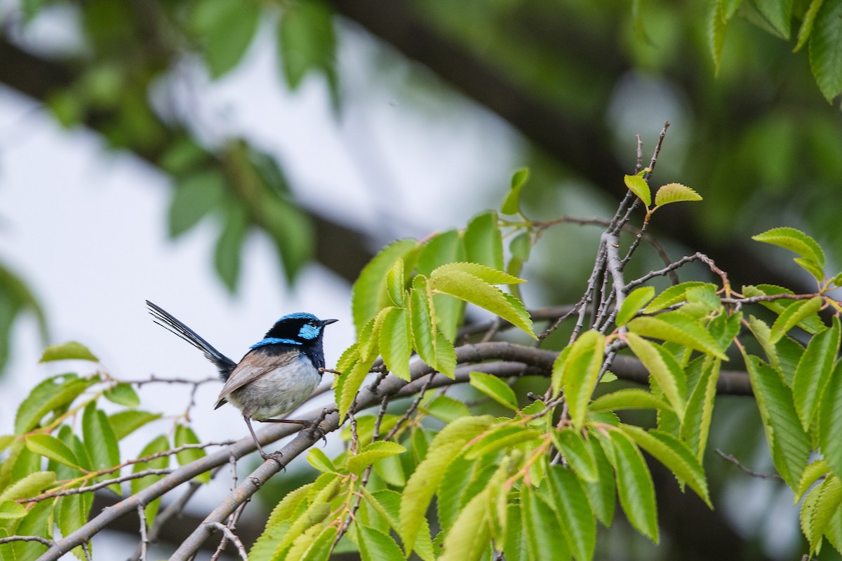 Малюр сапфіровий - ML645701971