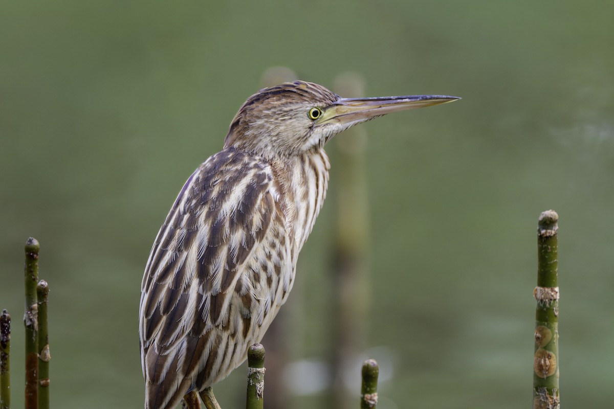 Бугайчик китайський - ML645701975