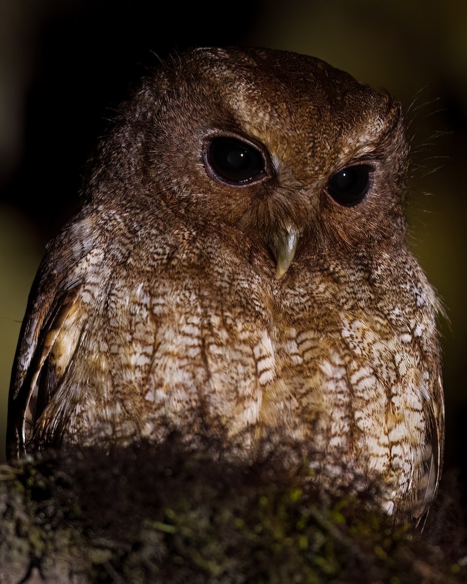 Сплюшка андська - ML645701978