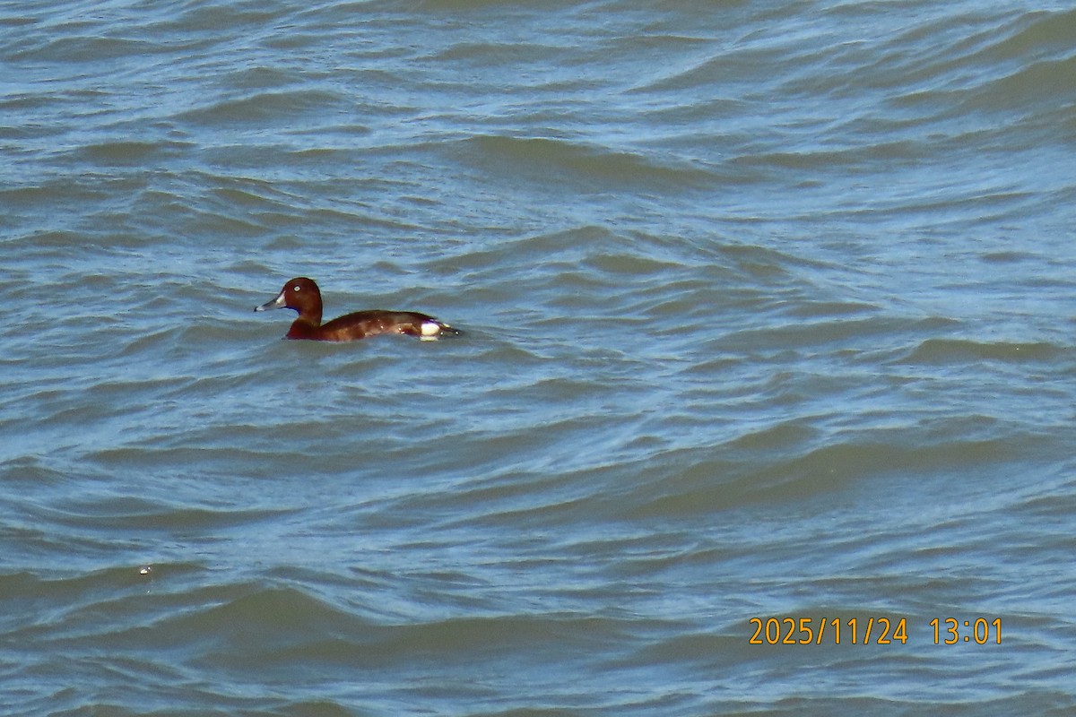 Чернь білоока - ML645701979