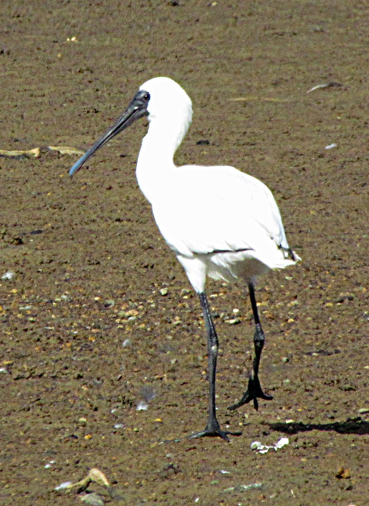 Косар королівський - ML645701981
