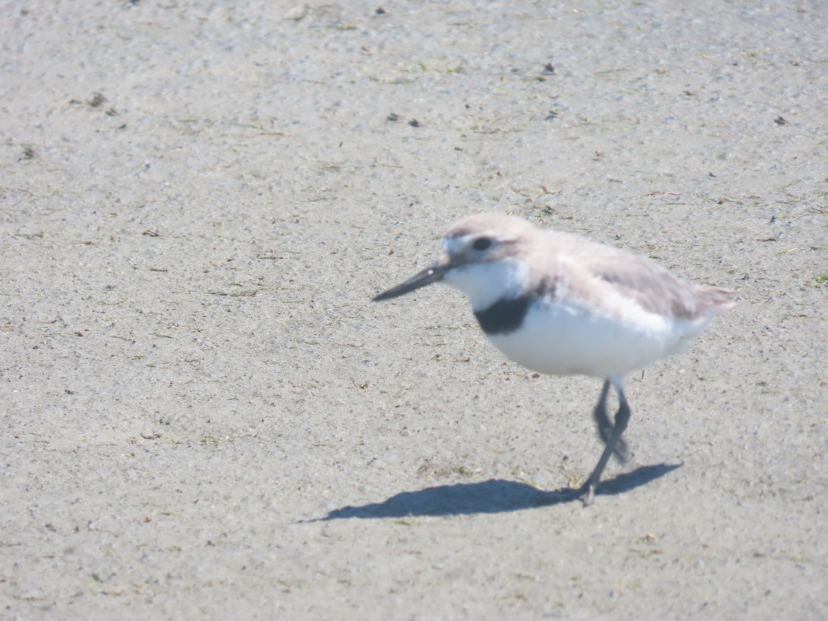 Wrybill - ML645702005