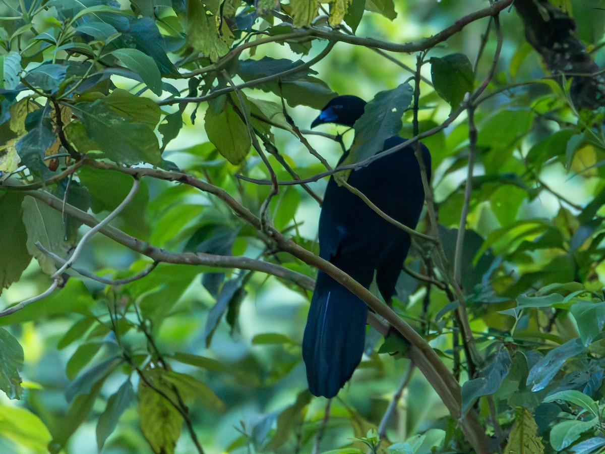 Black Guan - ML645702013