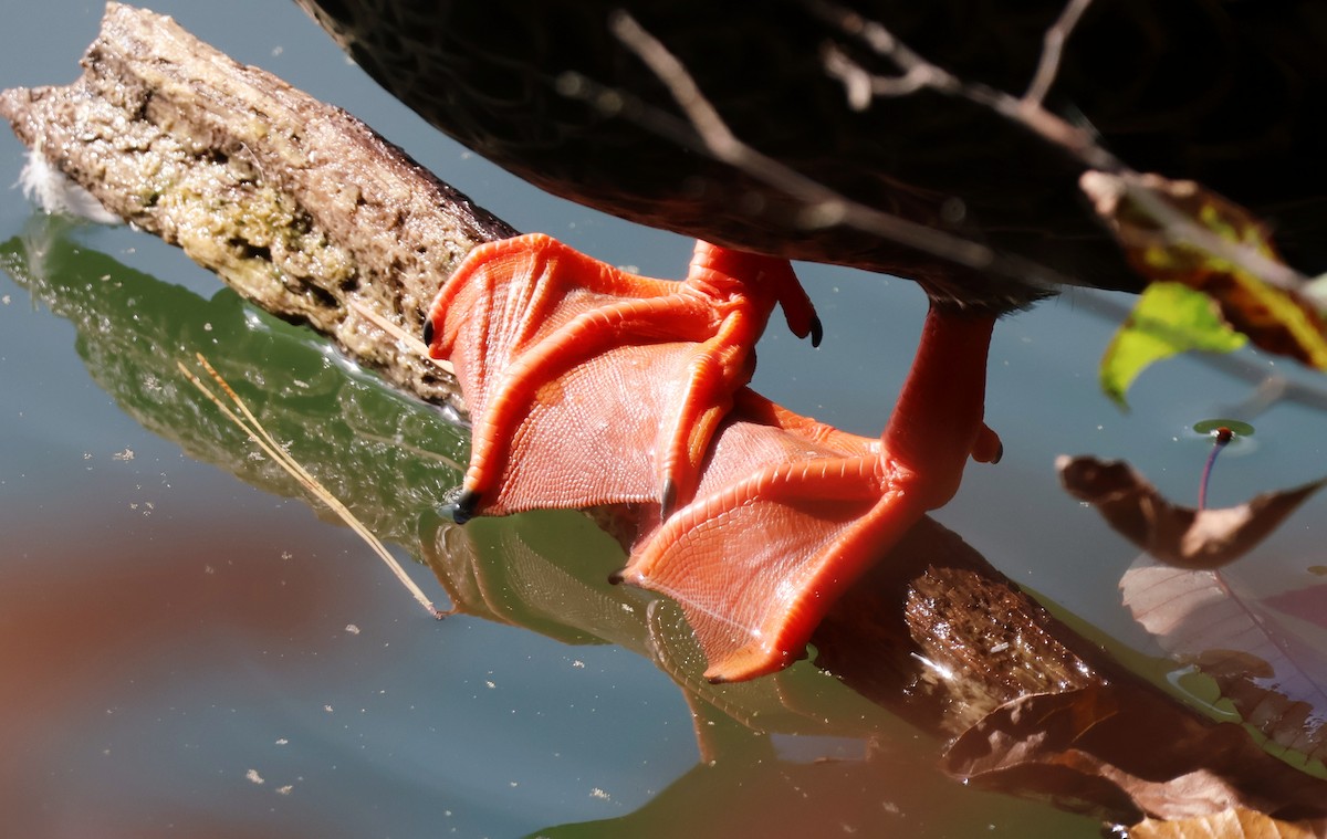 Крижень китайський - ML645702017