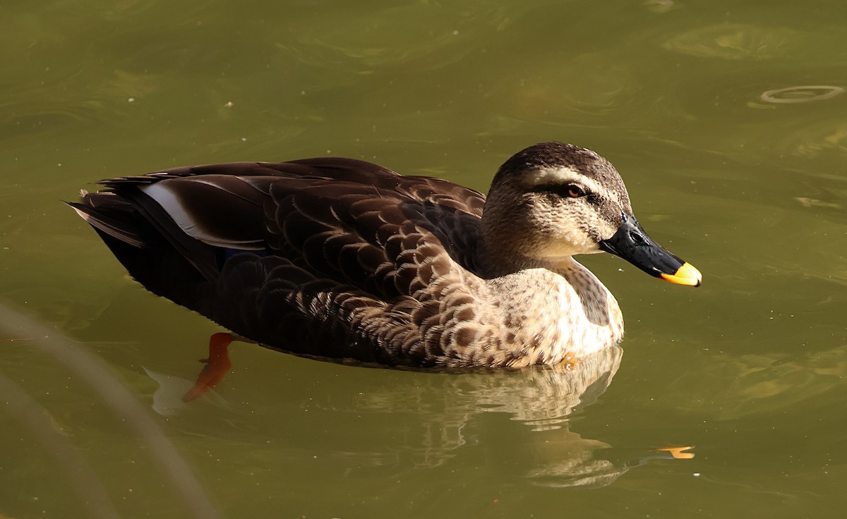 Крижень китайський - ML645702018