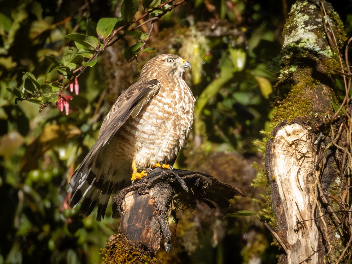 Broad-winged Hawk - ML645702023