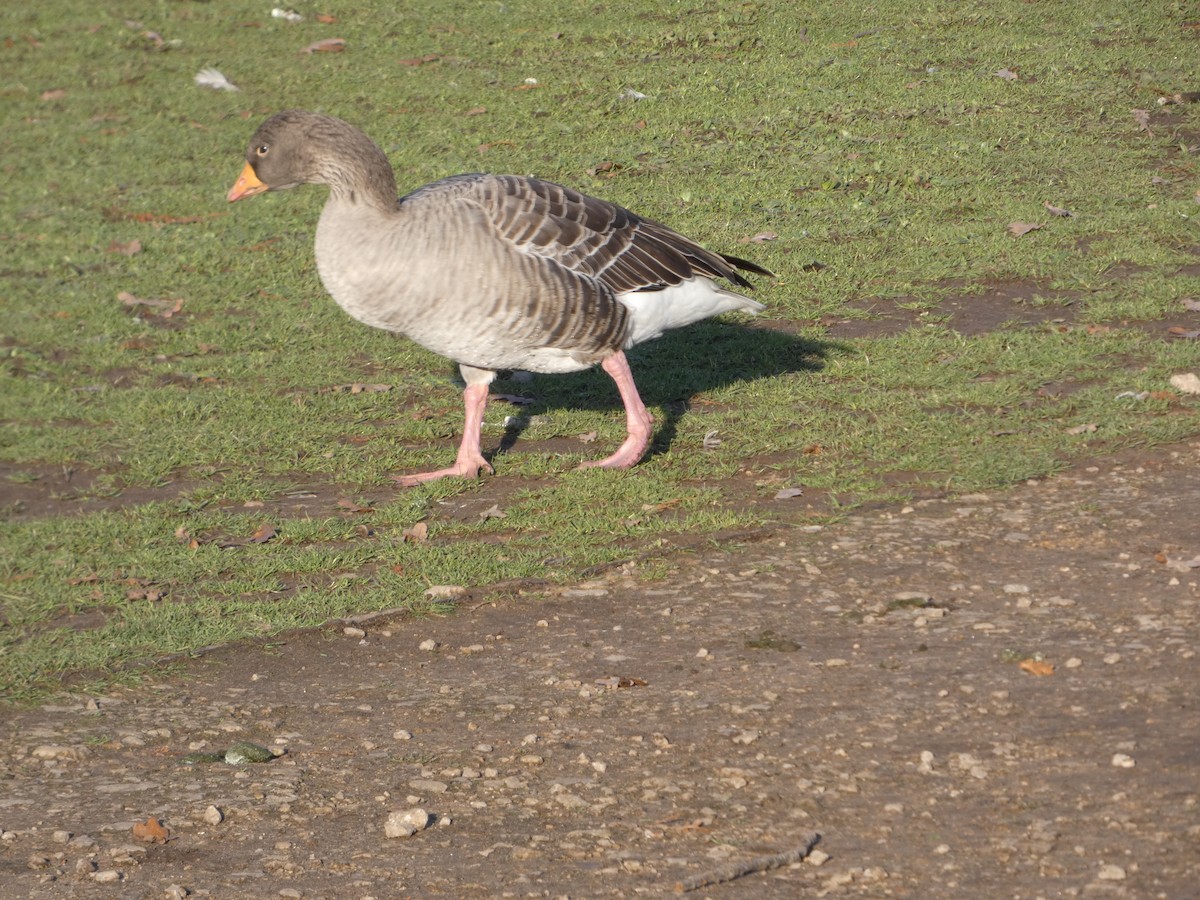 Graylag Goose (Domestic type) - ML645702050