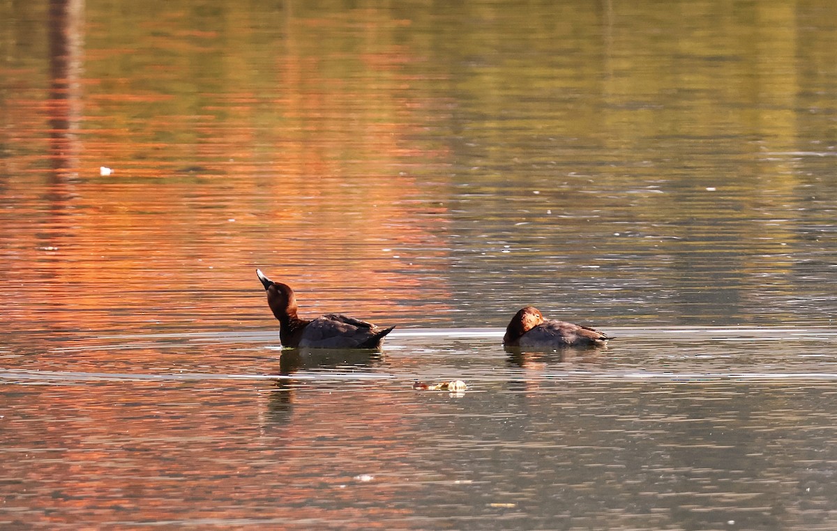 Попелюх звичайний - ML645702053