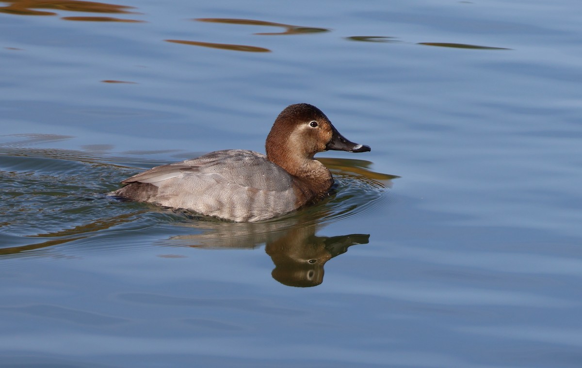 Попелюх звичайний - ML645702054