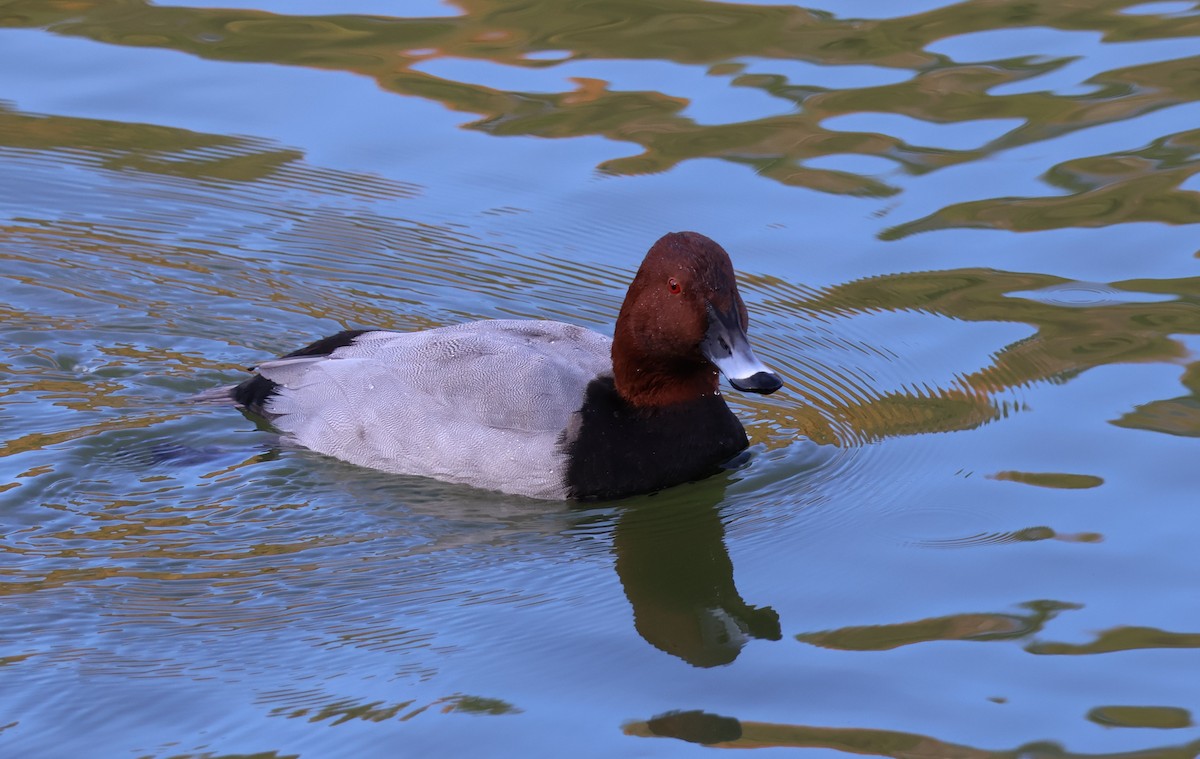 Попелюх звичайний - ML645702055