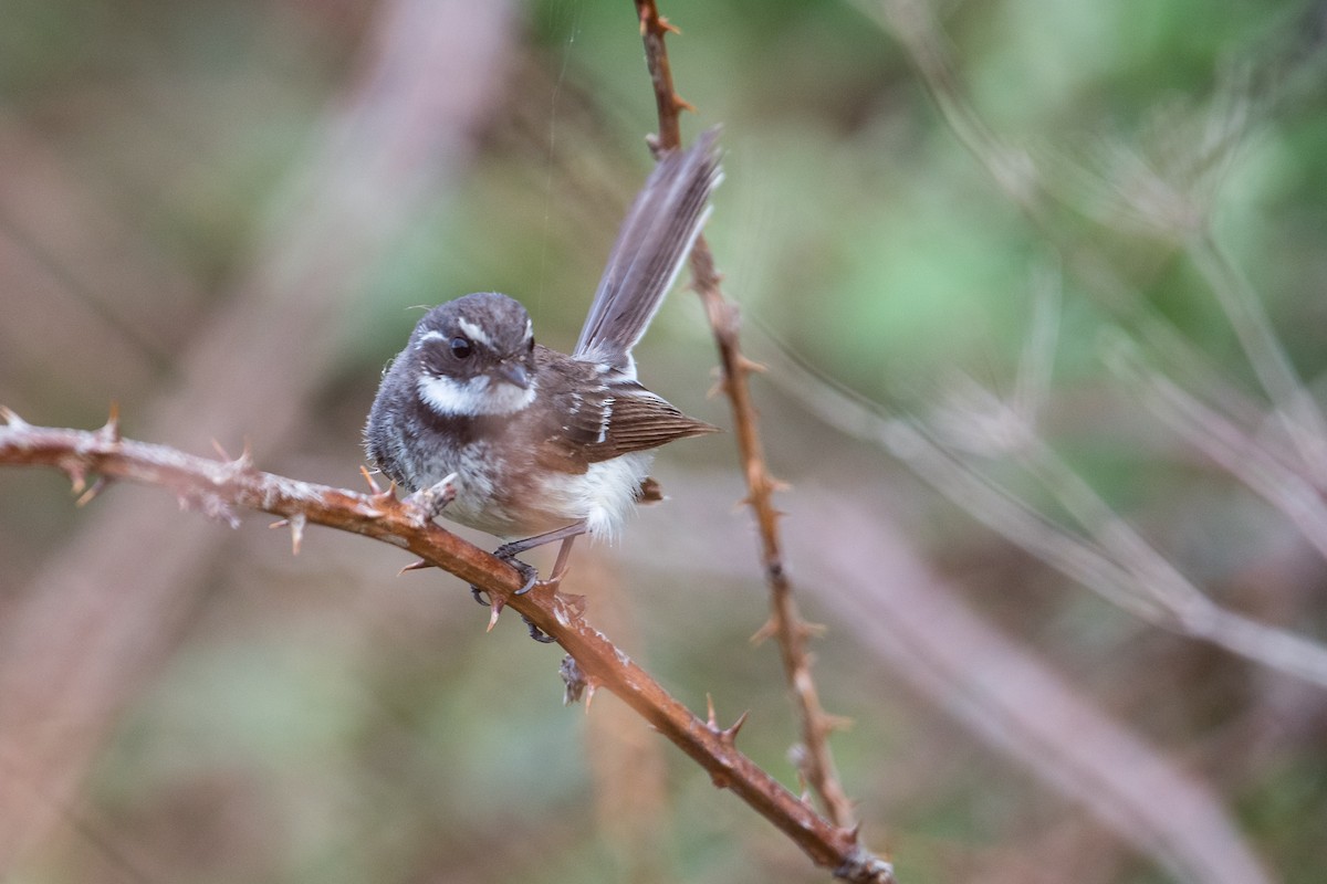 Gray Fantail - ML645702064