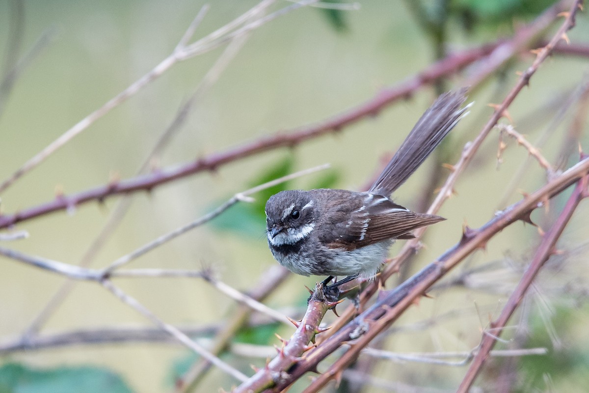 Gray Fantail - ML645702066
