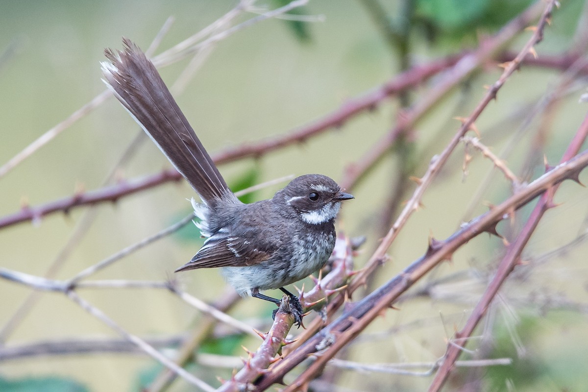 Gray Fantail - ML645702067