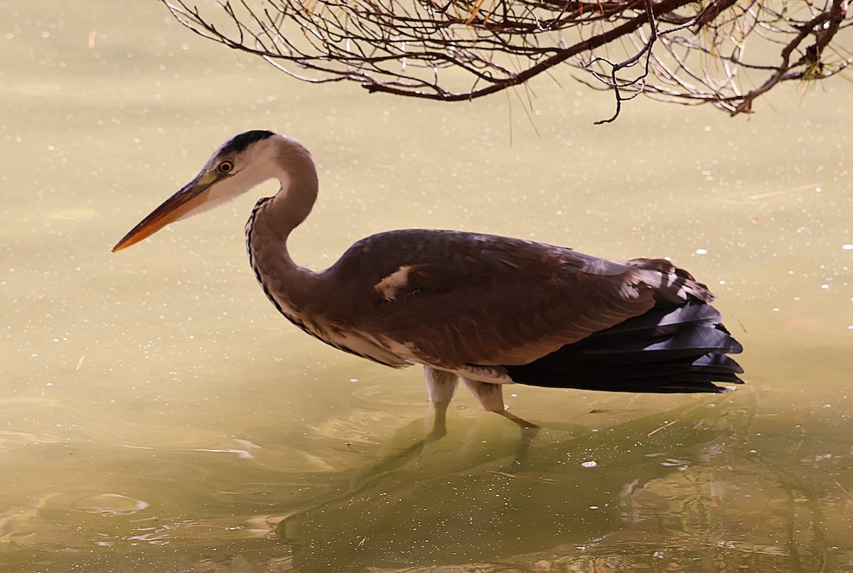 volavka popelavá - ML645702068