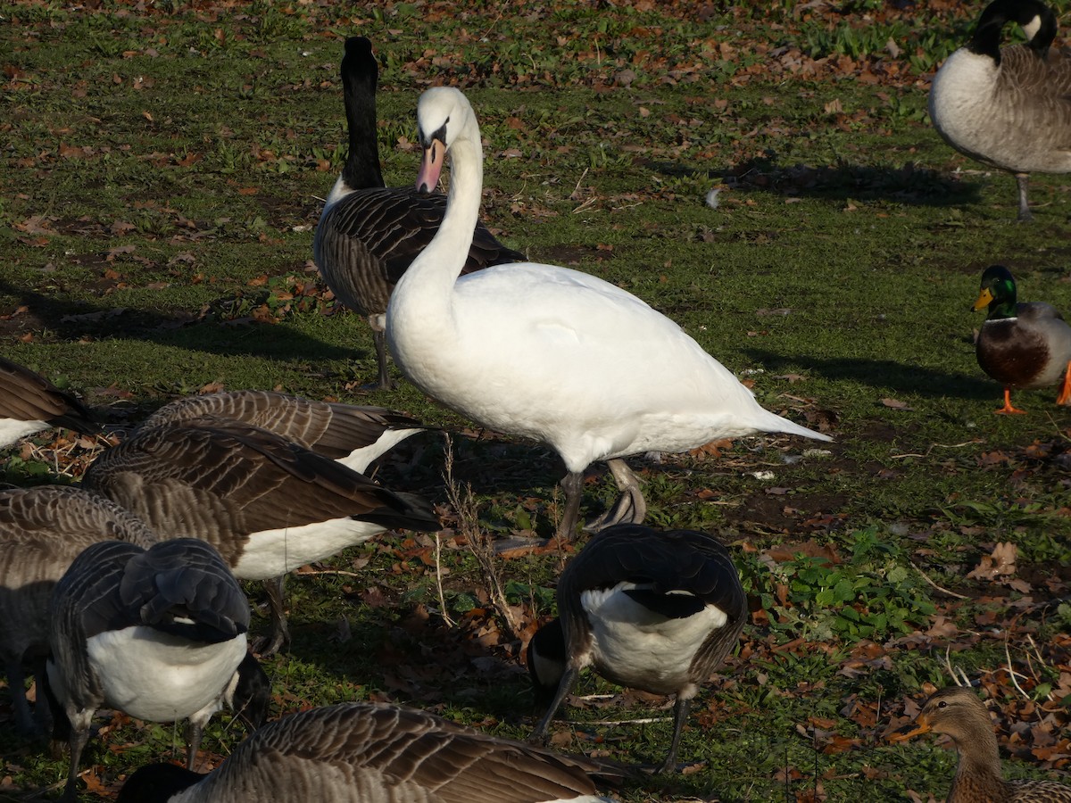 labuť velká - ML645702069