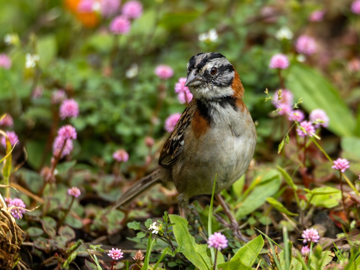 Rufous-collared Sparrow - ML645702070