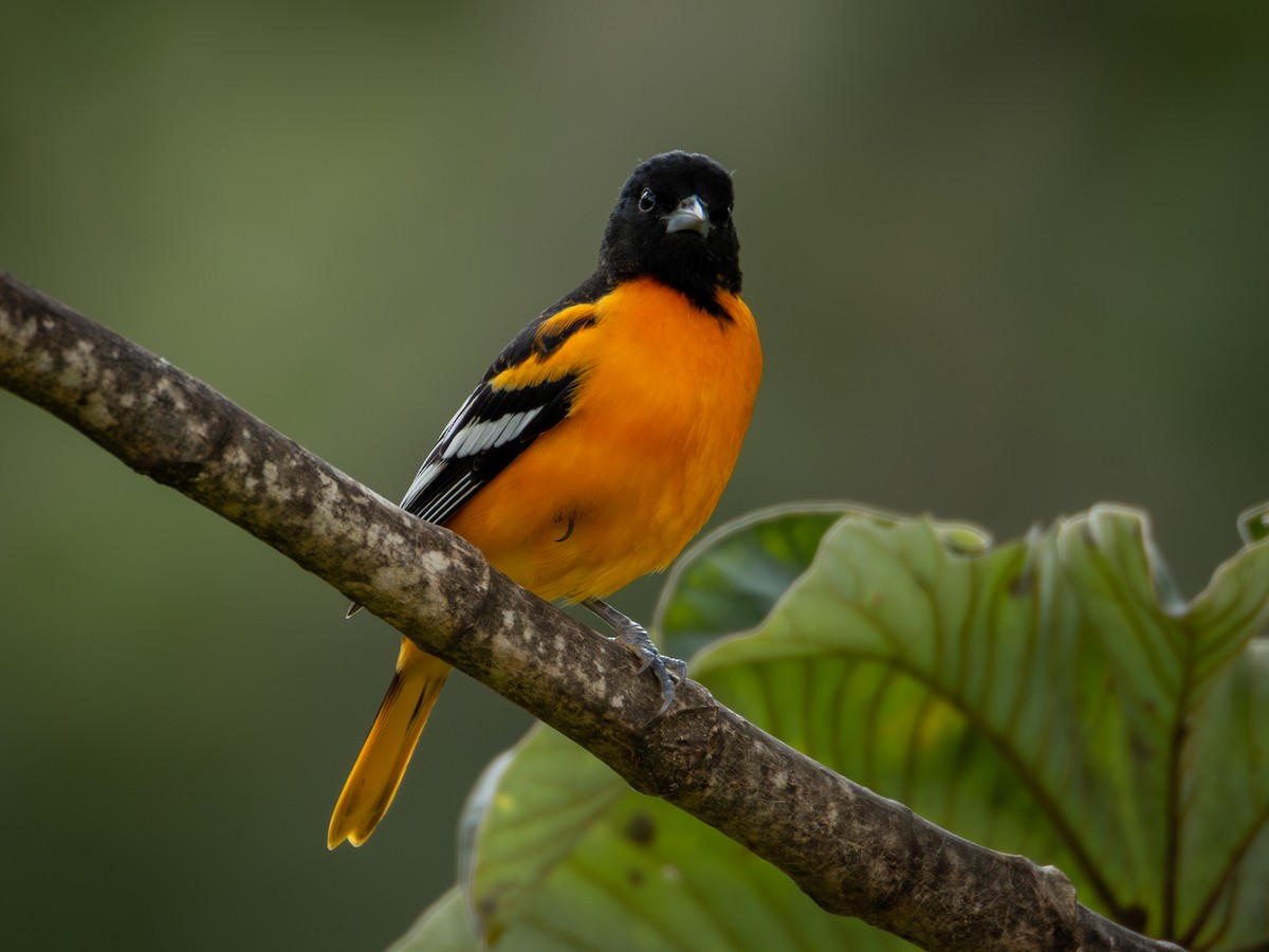 trupiál baltimorský - ML645702074