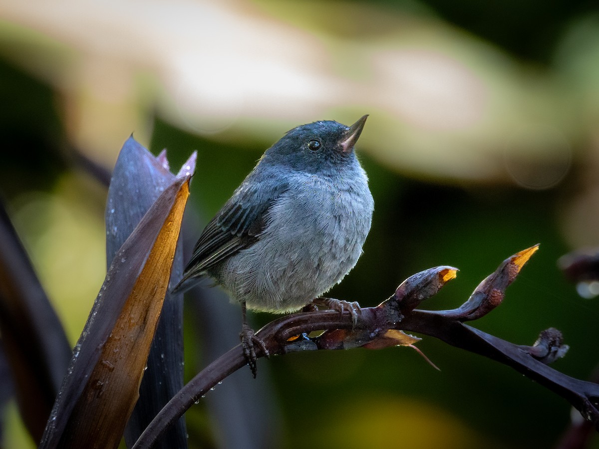 Slaty Flowerpiercer - ML645702075