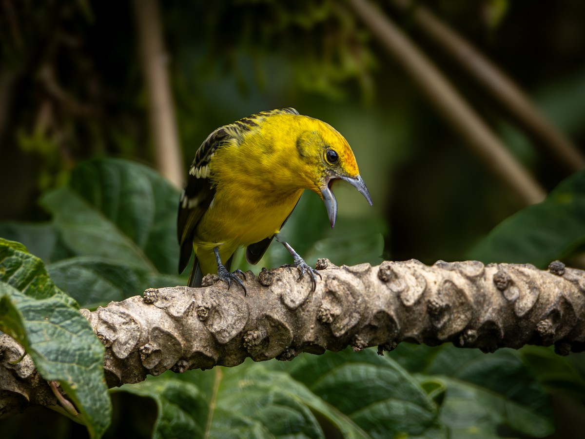 Flame-colored Tanager - ML645702082
