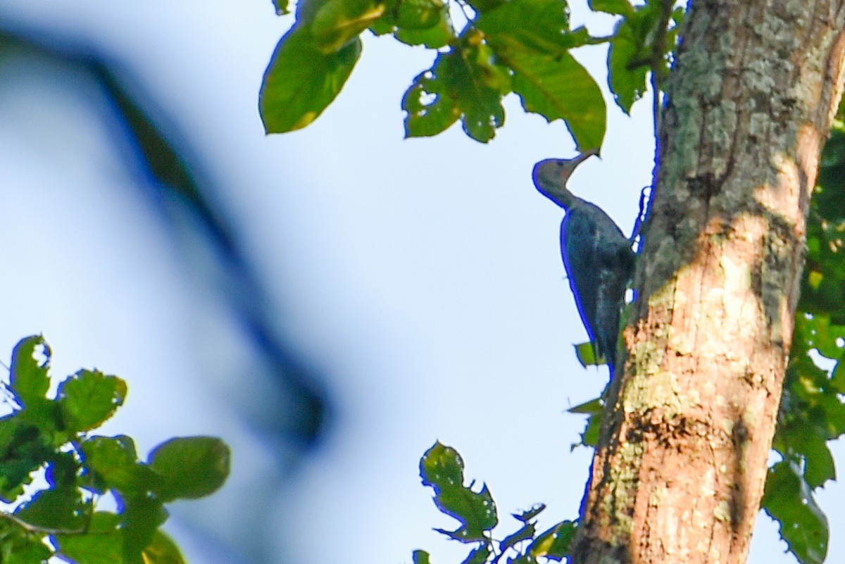 datel břidlicový - ML645702086