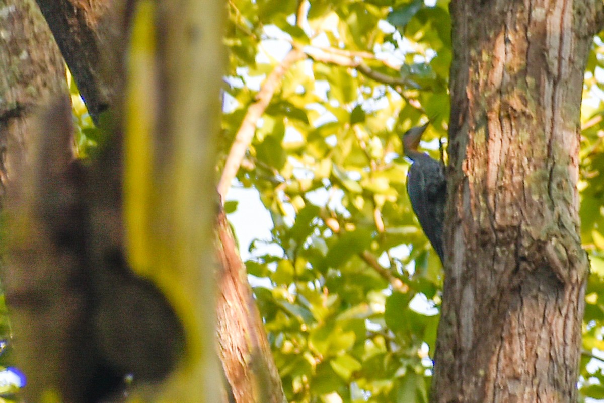 datel břidlicový - ML645702087