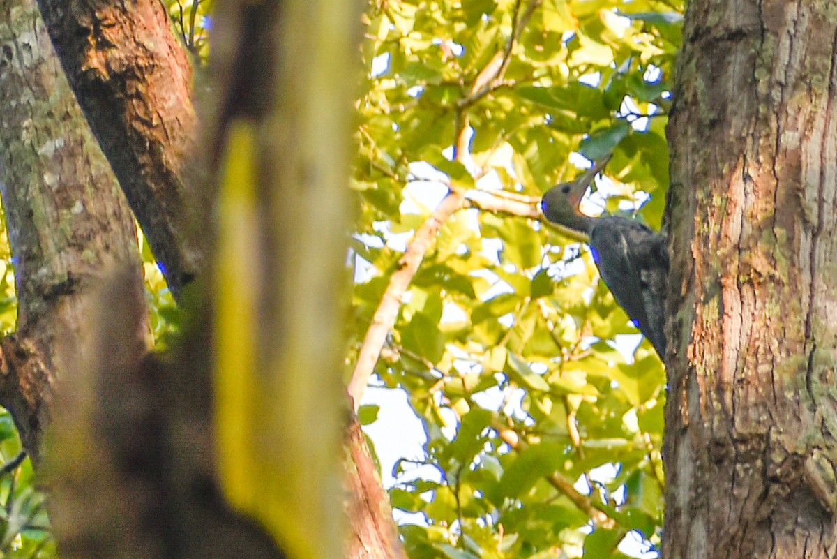 datel břidlicový - ML645702088