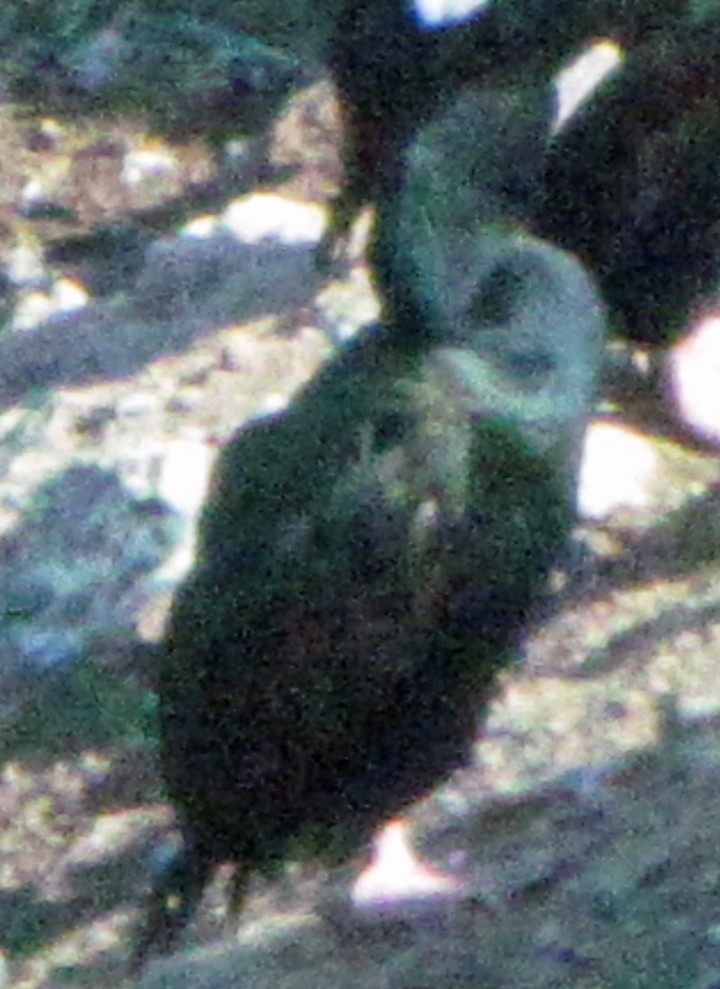 kormorán otagský - ML645702089